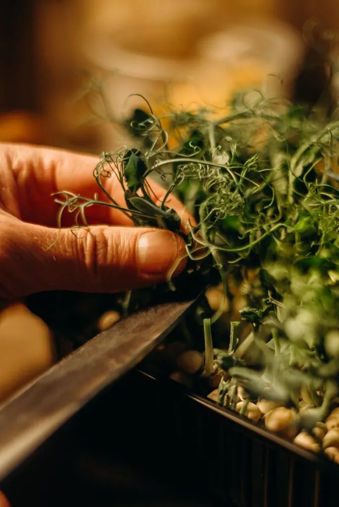 Small Plants, Big Benefits