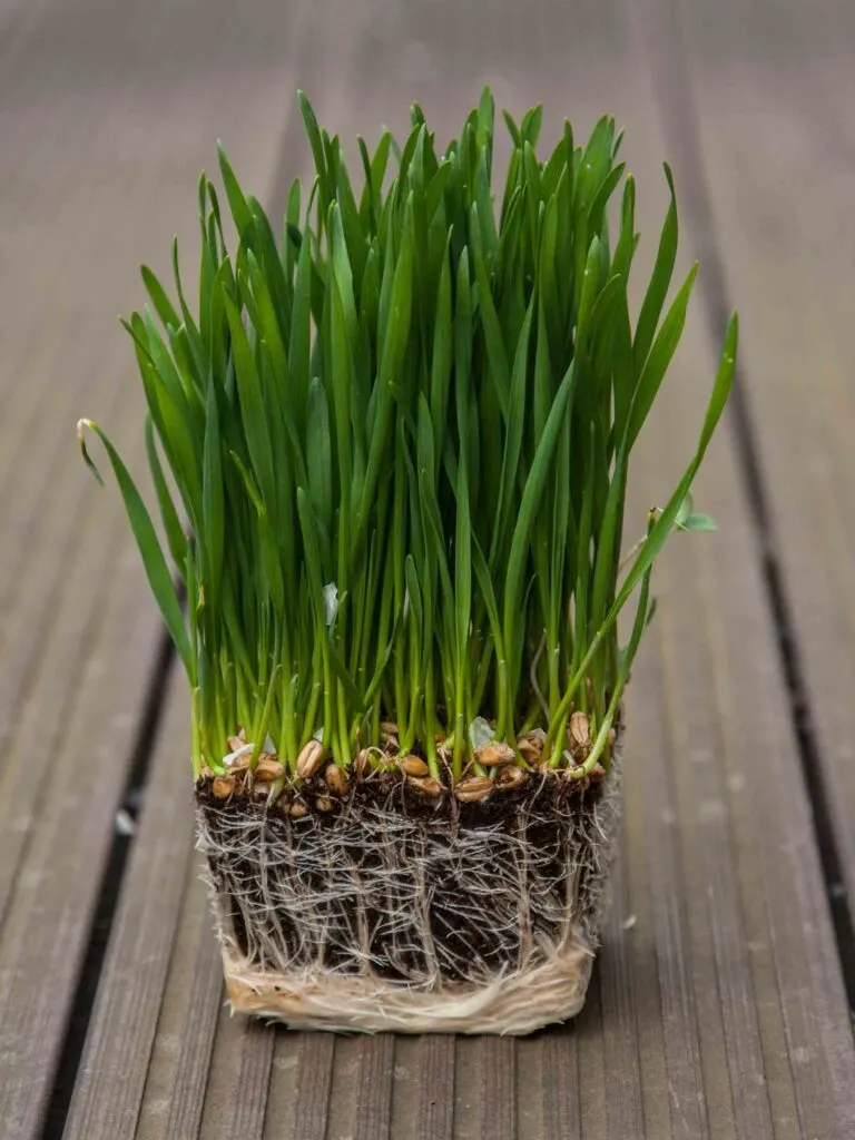 Σιταρόχορτο - WheatGrass Microgreens