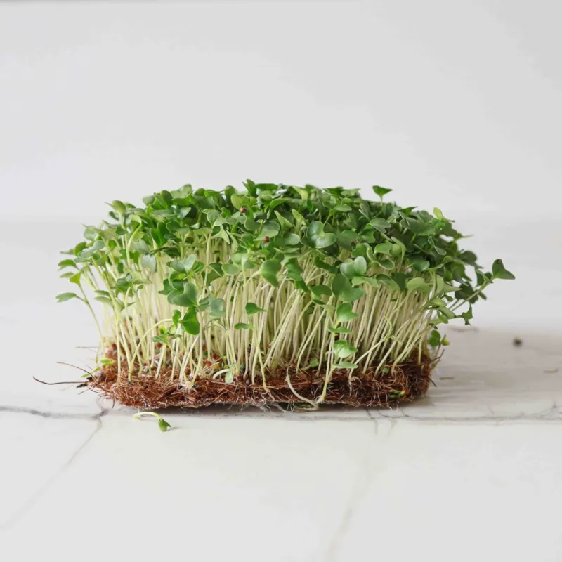 Μπρόκολο – Broccoli Calabrese Microgreens