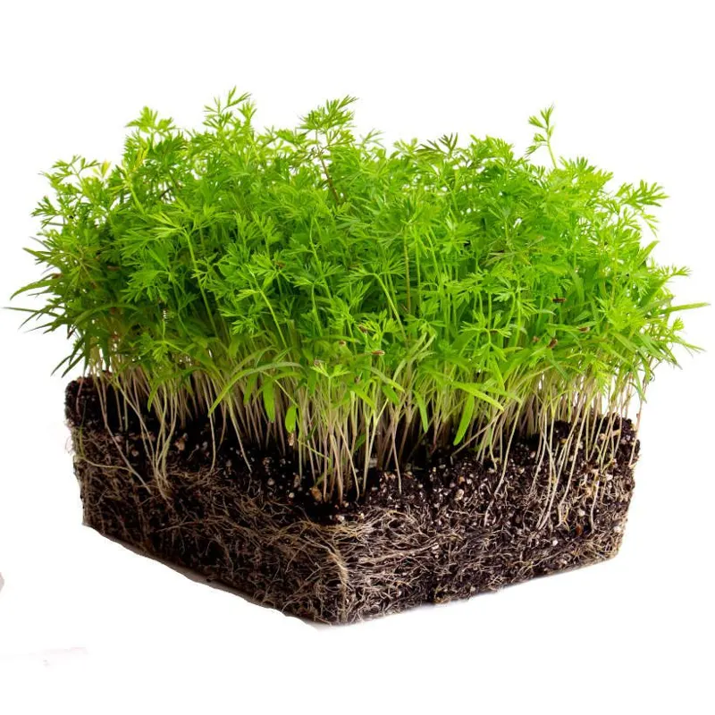 Καρότο - Carrot Falla Microgreens