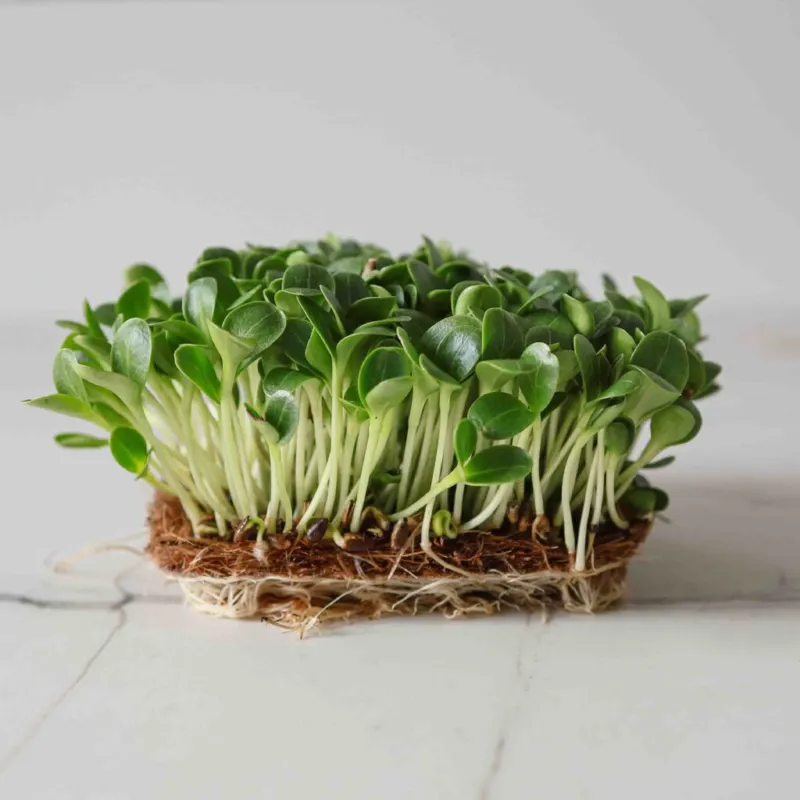 Γαϊδουράγκαθο - Milk Thistle Microgreens