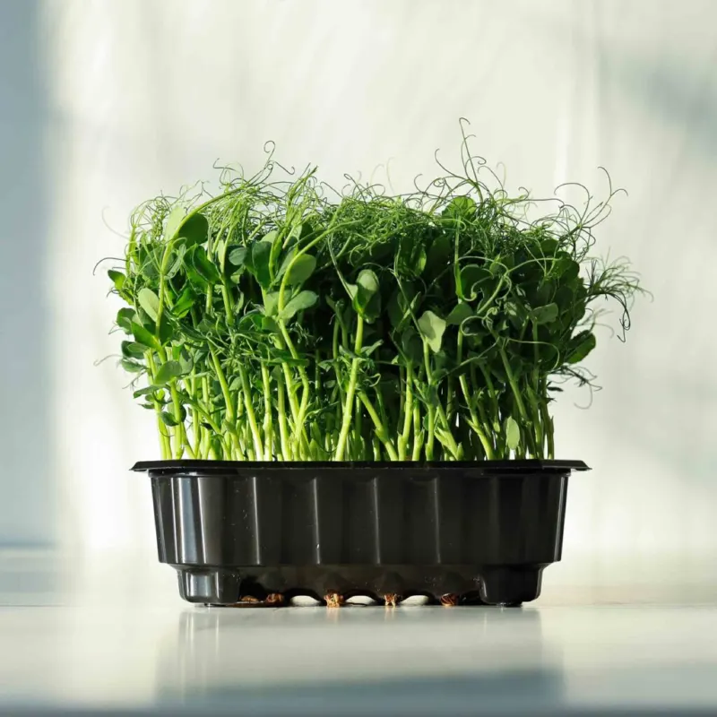 Μπιζέλι - Pea Foxy Microgreens