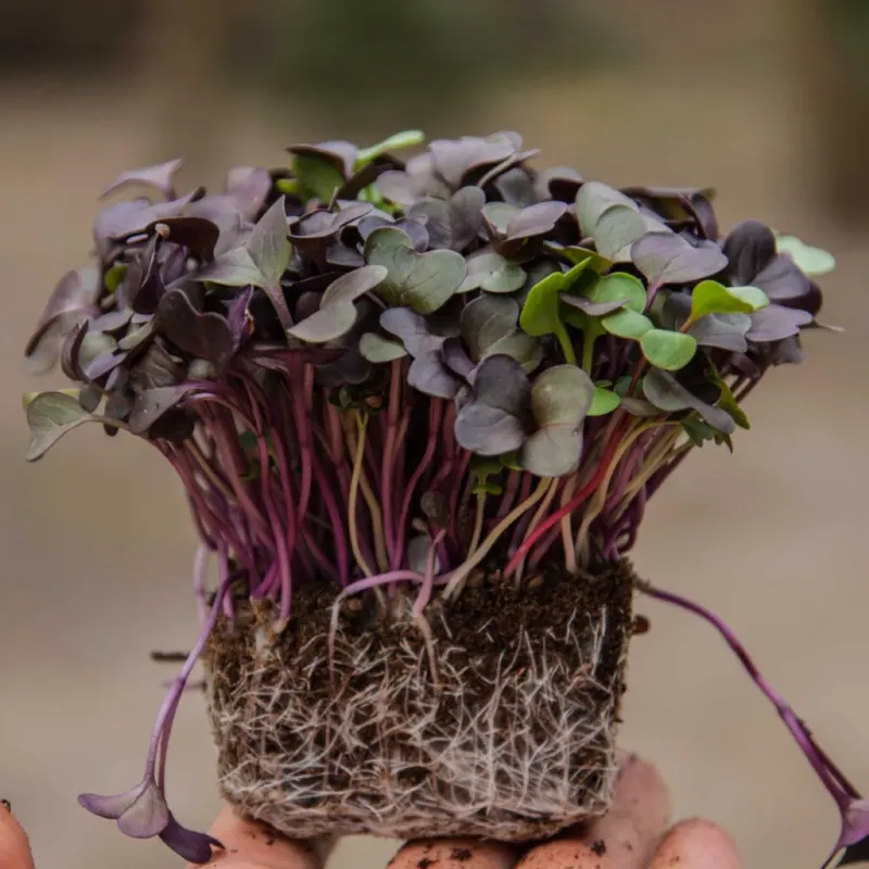Κόκκινο Ραπανάκι - Radish Red Rambo Microgreens