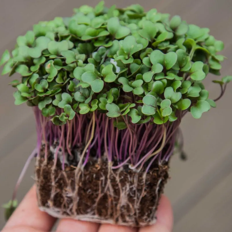 Κουλούμπρα Κόκκινι - Kohlrabi Red Microgreens