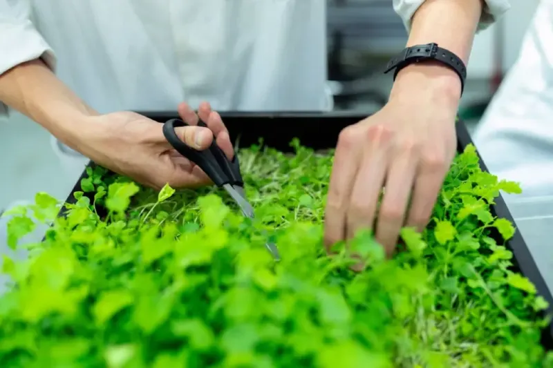 Microgreens: A Guide to the Varieties and Their Nutrition